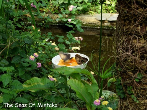 Butterflies Drinking Orange Nectar